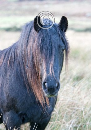 Fell Pony 1 DMO207